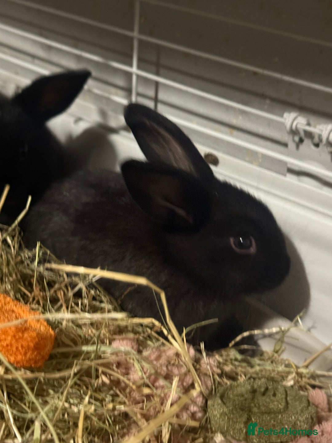 Mini Lion Lop rabbits for sale: lionlop baby bunny’s  - Image 25
