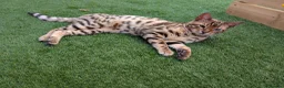 Bengal cats for sale: 2 Bengal kittens  - Advert 1