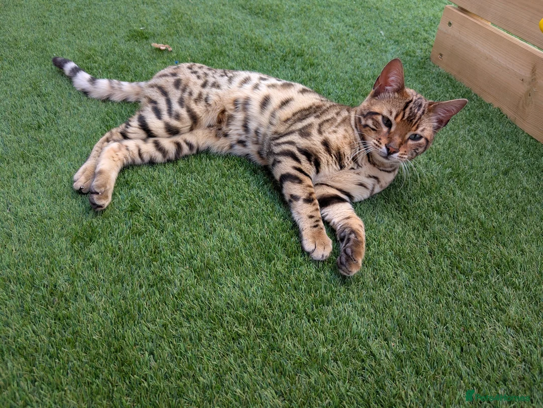 Bengal cats for sale: 2 Bengal kittens  - Advert 1