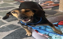 Mixed Breed dogs for adoption: Cinnamon needs a loving home  - Image 4
