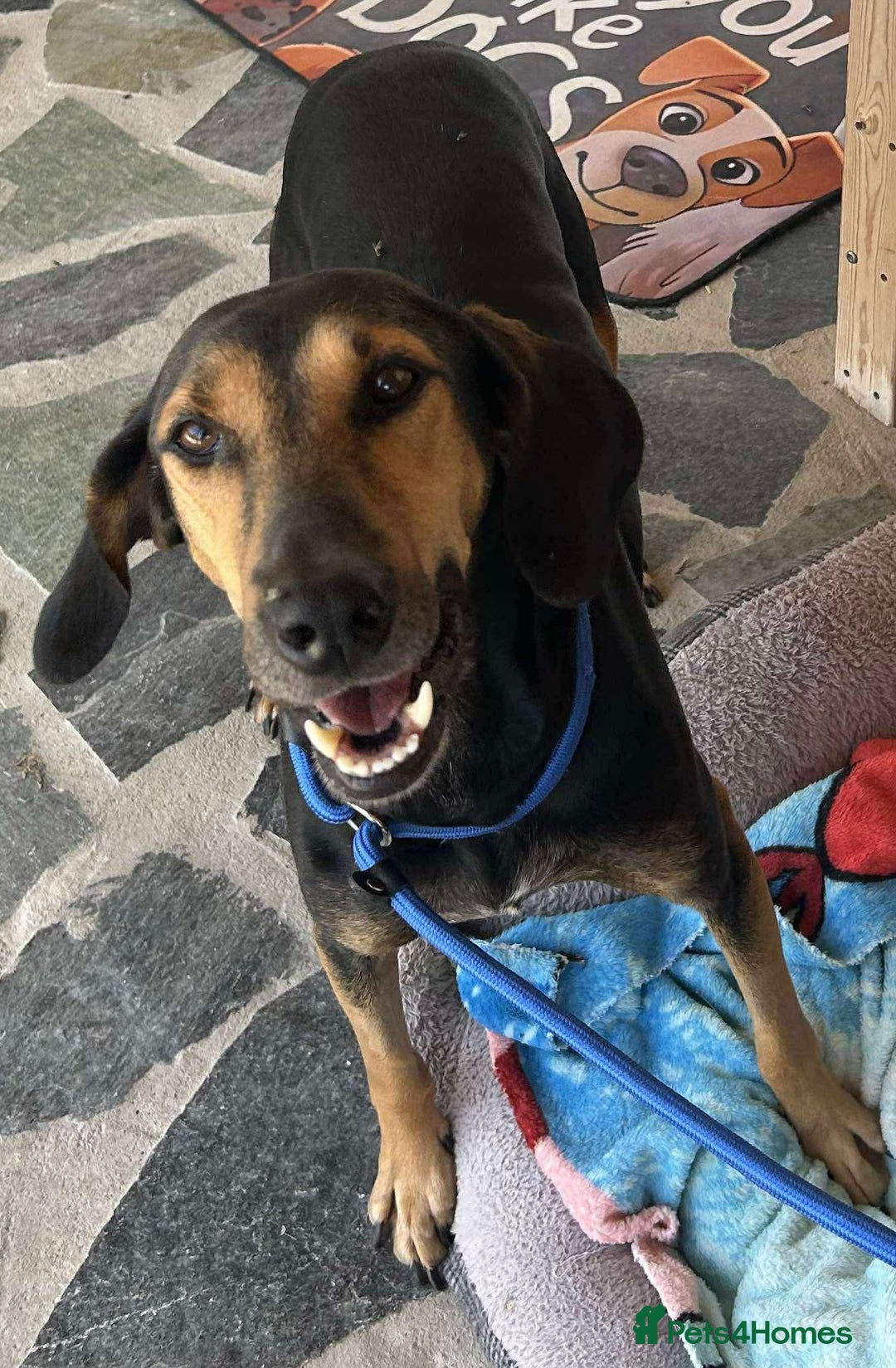 Mixed Breed dogs for adoption: Cinnamon needs a loving home  - Image 4