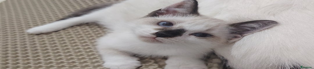Mixed Breed Kitten 2