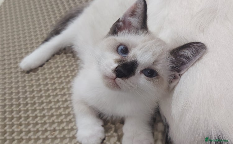 Mixed Breed cats for sale - Advert 1