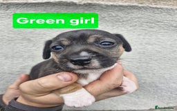 Jack Russell dogs for sale: Jack russell puppy's  - Advert 3