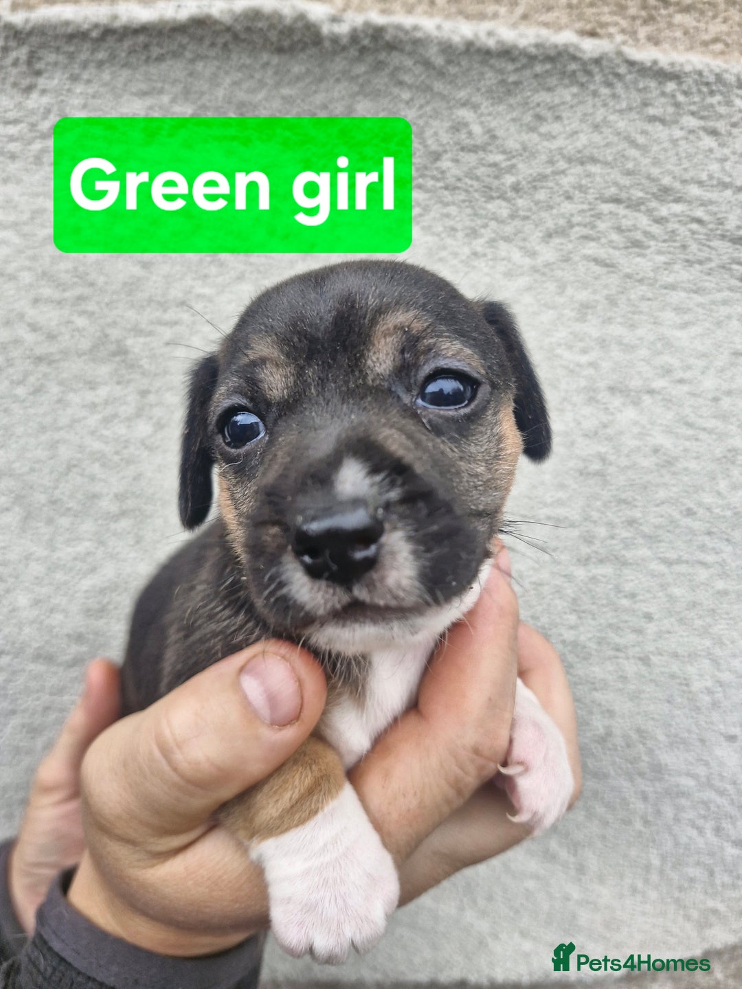 Jack Russell dogs for sale: Jack russell puppy's  - Advert 3