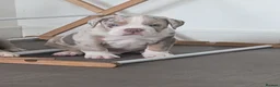 Olde English Bulldogge dogs for sale: Quality Chunky Olde English bulldogge puppies - Advert 2