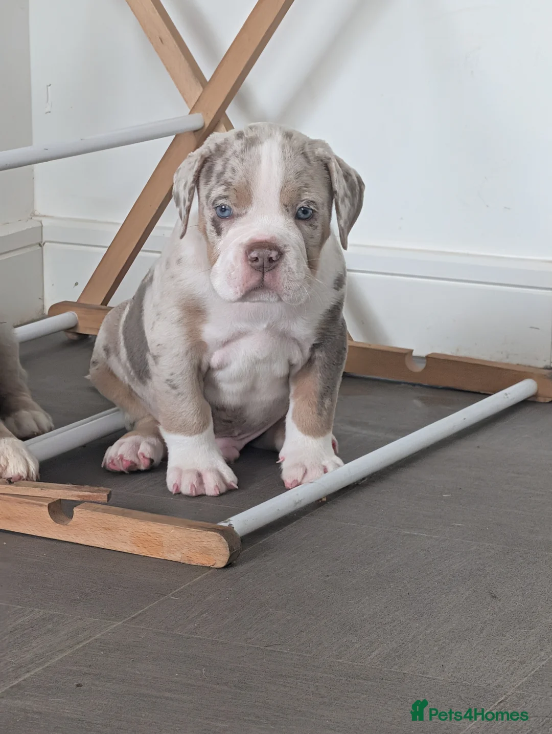 Olde English Bulldogge dogs for sale: Quality Chunky Olde English bulldogge puppies - Advert 2