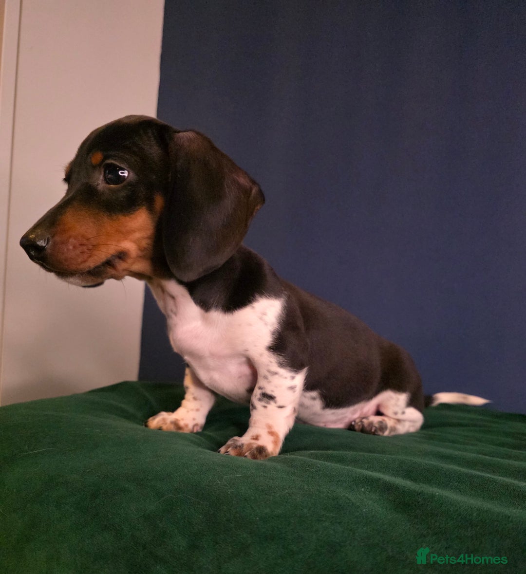 Dachshund dogs for sale: KC Registered Shorthaired dachshunds  - Advert 24