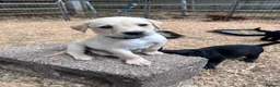 Labrador Retriever dogs for sale: KC Registered Black & Yellow Labrador Puppies - Advert 20