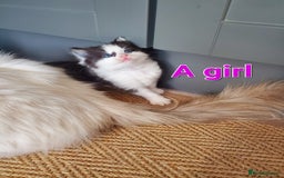 Mixed Breed cats for sale: Half pedigree kittens - Image 15