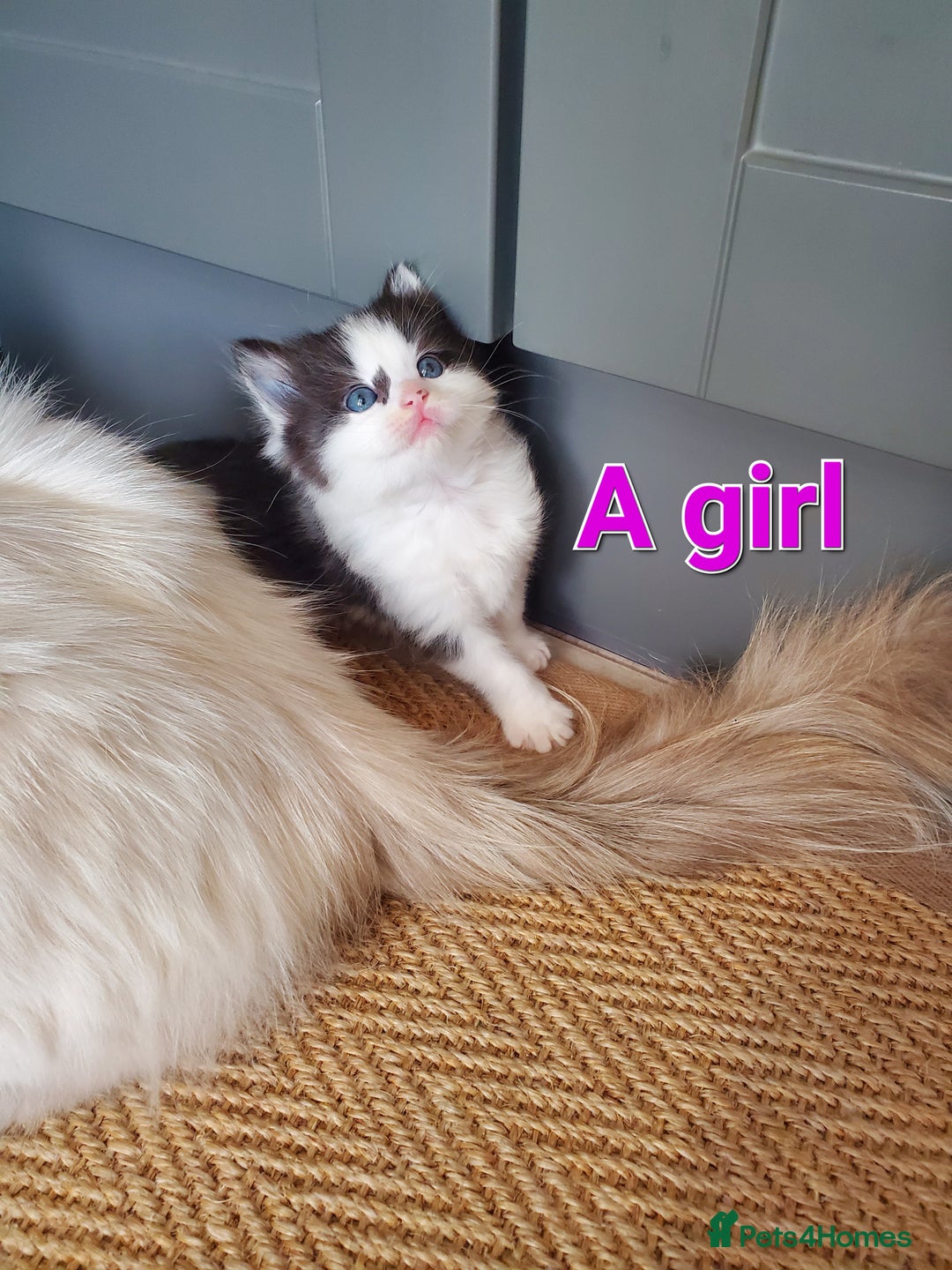 Mixed Breed cats for sale: Half pedigree kittens - Image 15