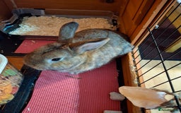 Netherland Dwarf rabbits for sale: rodney  - Advert 3