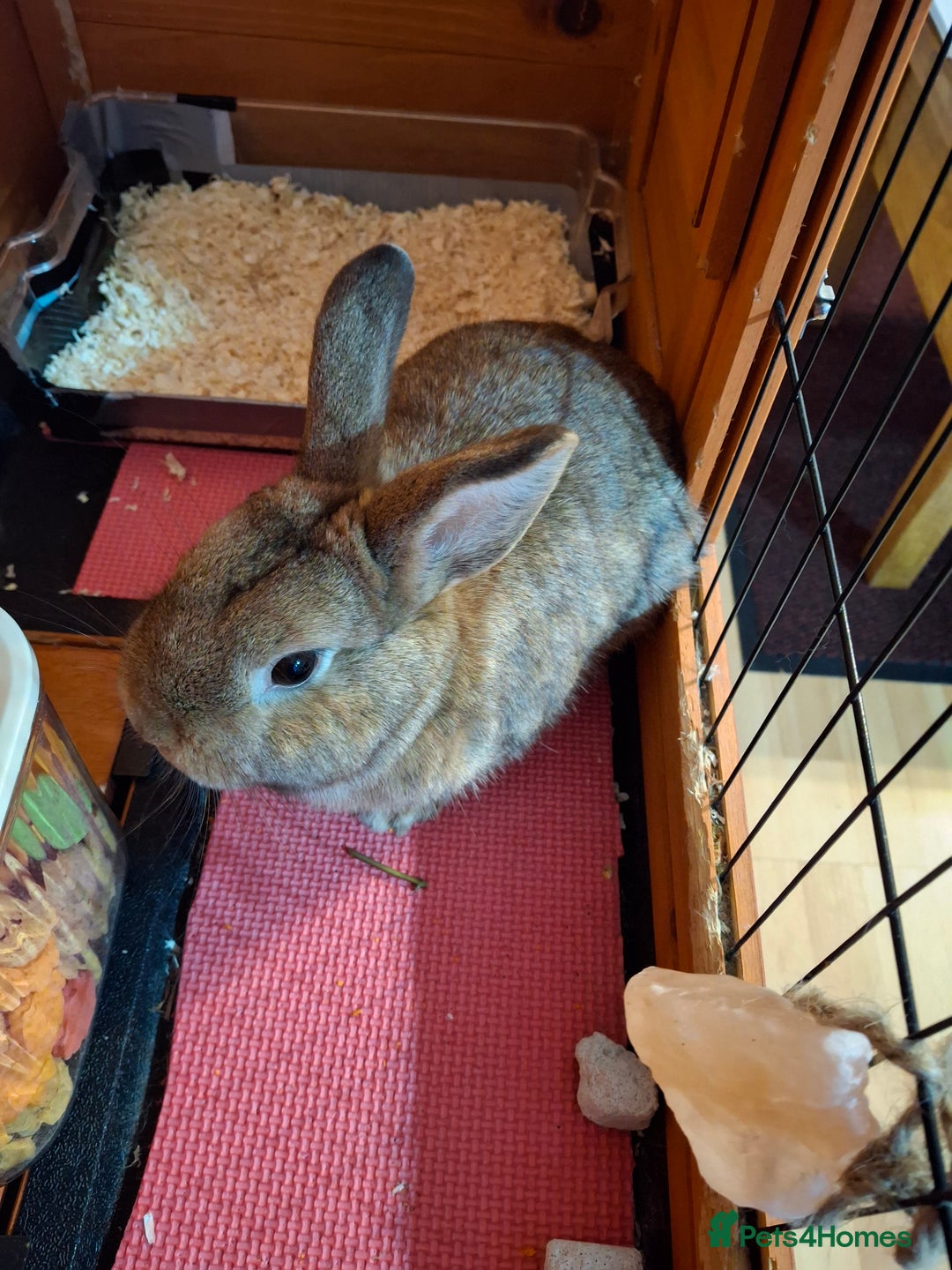 Netherland Dwarf rabbits for sale: rodney  - Advert 3