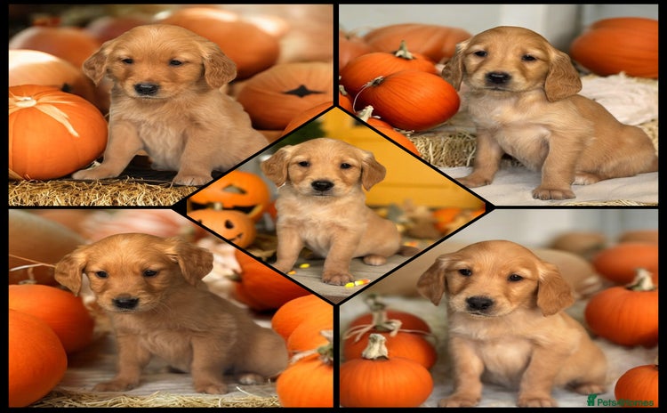 Golden Retriever dogs - Advert 1