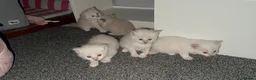Ragdoll cats for sale: Ragdoll kittens  in Edinburgh - Advert 13