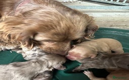 Cocker Spaniel dogs for sale: Cocker spaniel puppies - Image 8