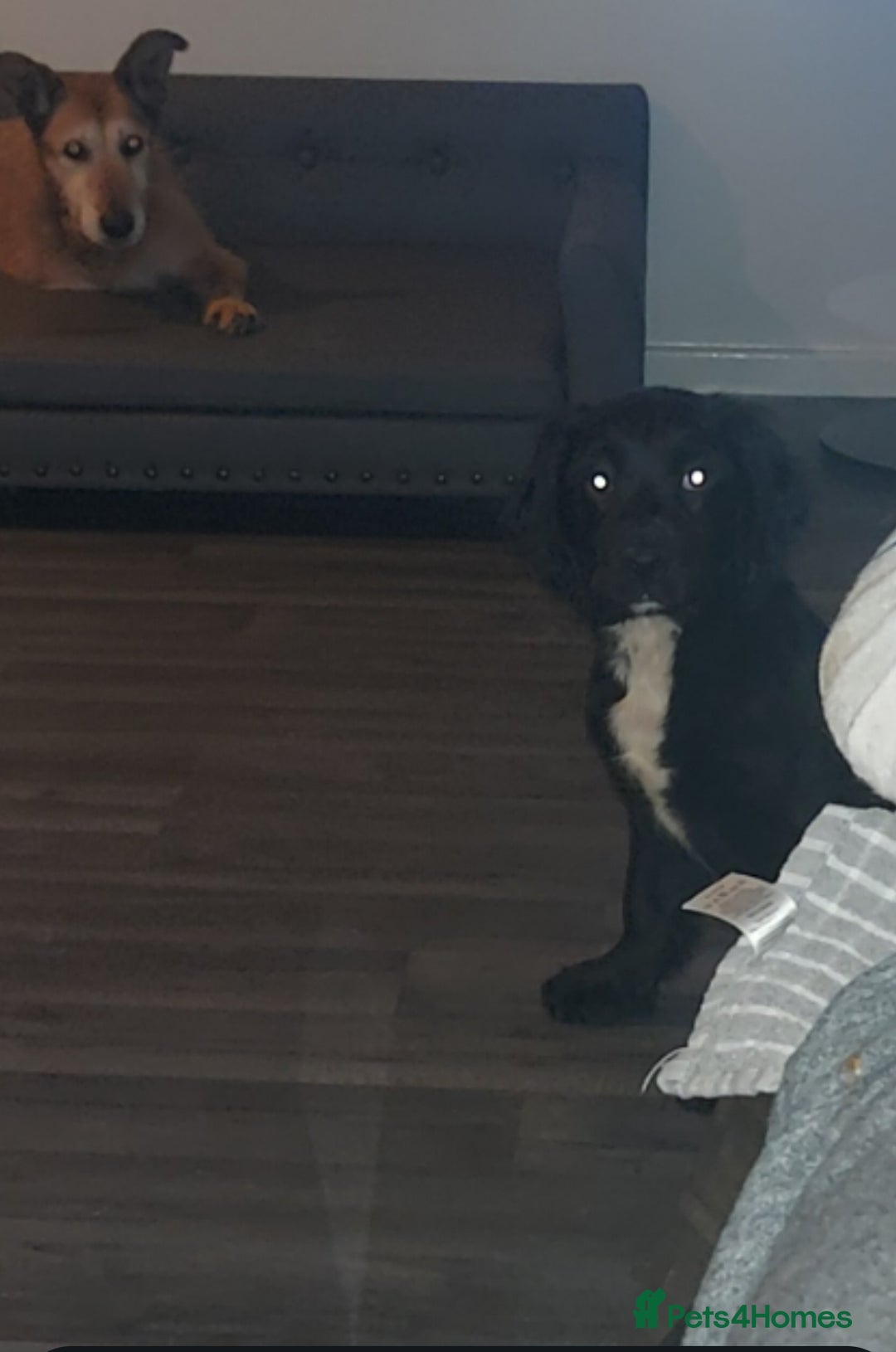 Sprocker dogs for sale: F1 SPROCKER SPANIELS ( 1 BOY LEFT )  - Advert 9