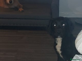 Sprocker dogs F1 SPROCKER SPANIELS ( 1 BOY LEFT ) - Advert 5