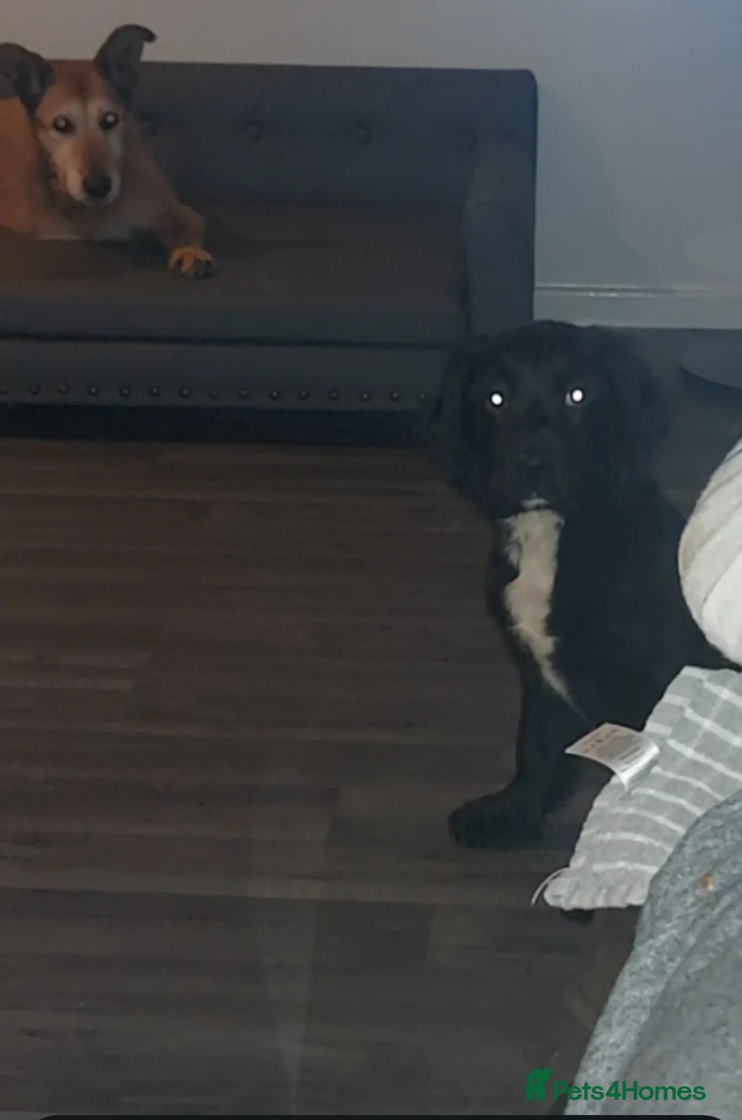 Sprocker dogs for sale: F1 SPROCKER SPANIELS ( 1 BOY LEFT )  - Advert 9