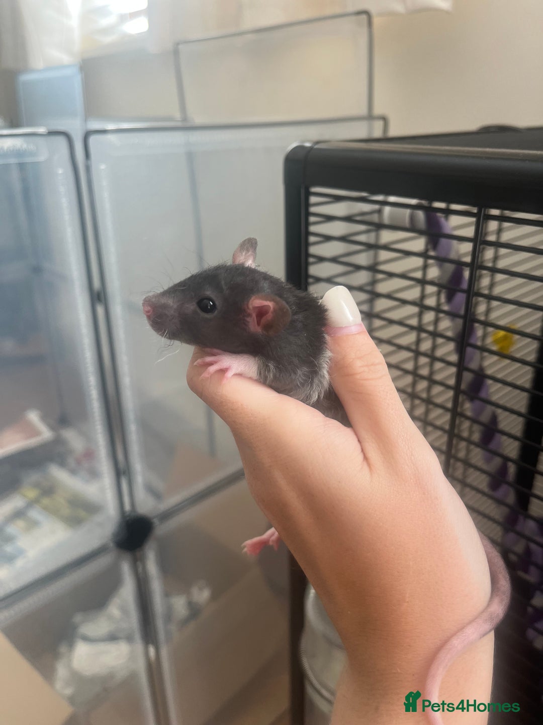 Rat rodents for sale: Baby rats - Image 9
