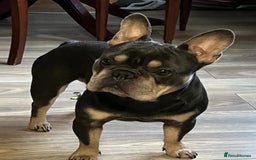 French Bulldog dogs for sale: ⚡️Exquisite 🌈 Pedigree French Bulldog Puppies ⚡️ - Image 19