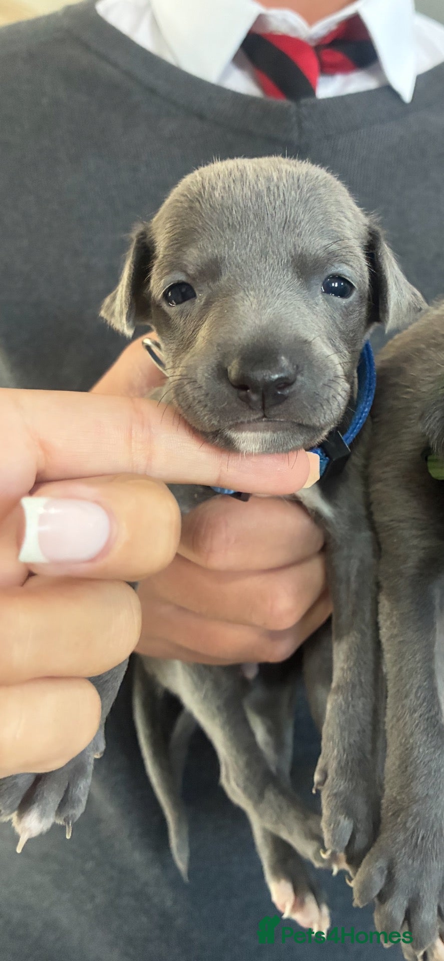 Whippet dogs Blue whippets 💙 2 boys left 🏡🏡 - Advert 2
