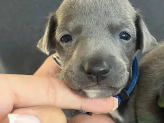 Whippet dogs Blue whippets 💙 2 boys left 🏡🏡 - Advert 2