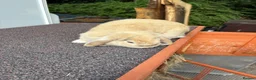 Mini Lop rabbits for sale: Adult Female Mini Lop - £80 - Four Marks, Alton - Advert 3