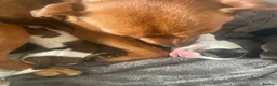 Mixed Breed dogs for sale: Patterdale cross  in Poole - Advert 5