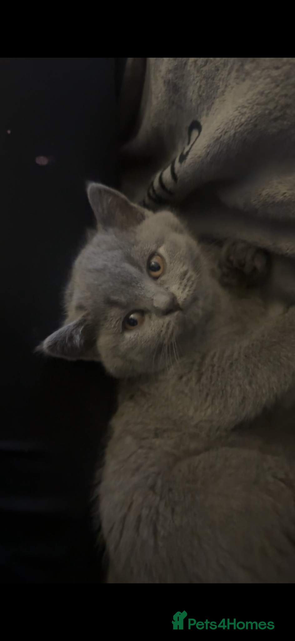 British Shorthair cats British shorthair kittens  - Advert 2