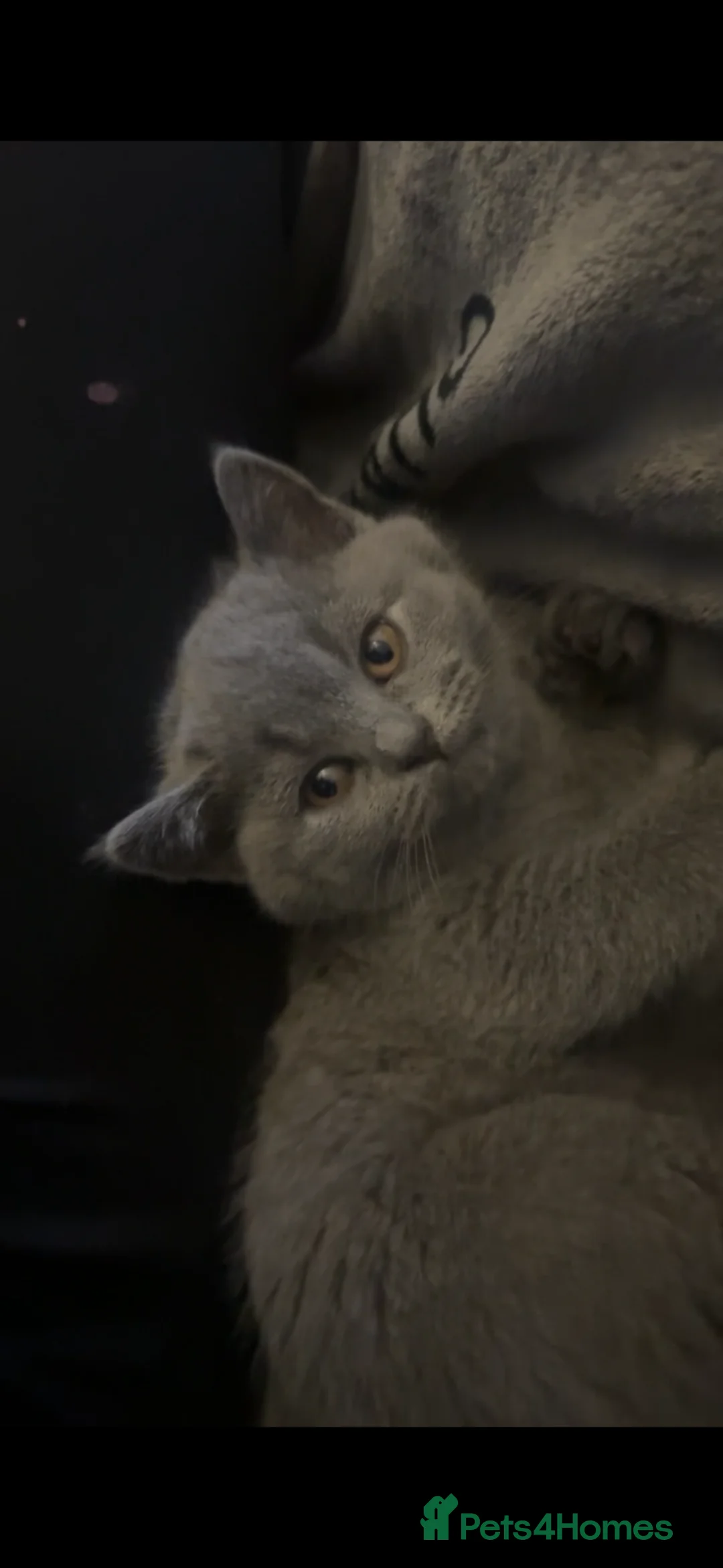 British Shorthair cats for sale: British shorthair kittens  - Advert 1