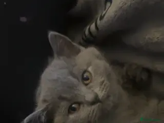 British Shorthair cats British shorthair kittens - Advert 3