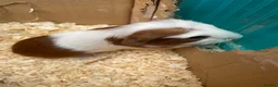 Guinea Pig rodents for sale: Gorgeous guinea pigs  - Advert 9