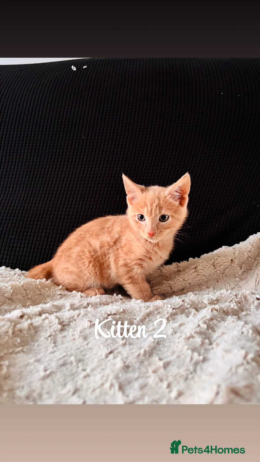 Domestic Shorthair cats for sale: Ginger kittens - Advert 8