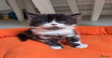 Mixed Breed cats - Advert 8