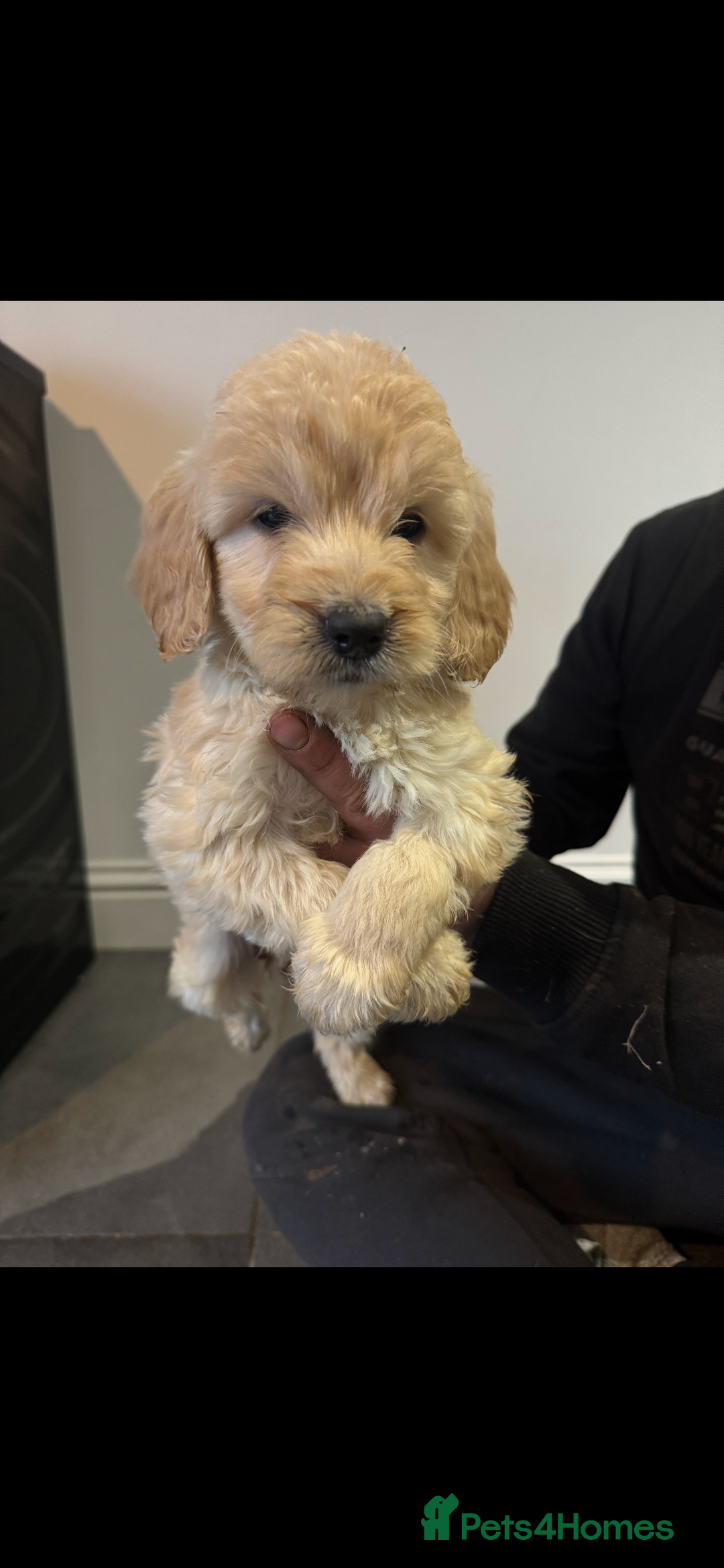 Cockapoo dogs for sale: F1 cockapoos  - Advert 16