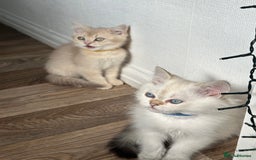 British Shorthair cats for sale: READY NOW BEAUTIFUL TICA BRITISH BSH/BLH KITTENS - Image 6