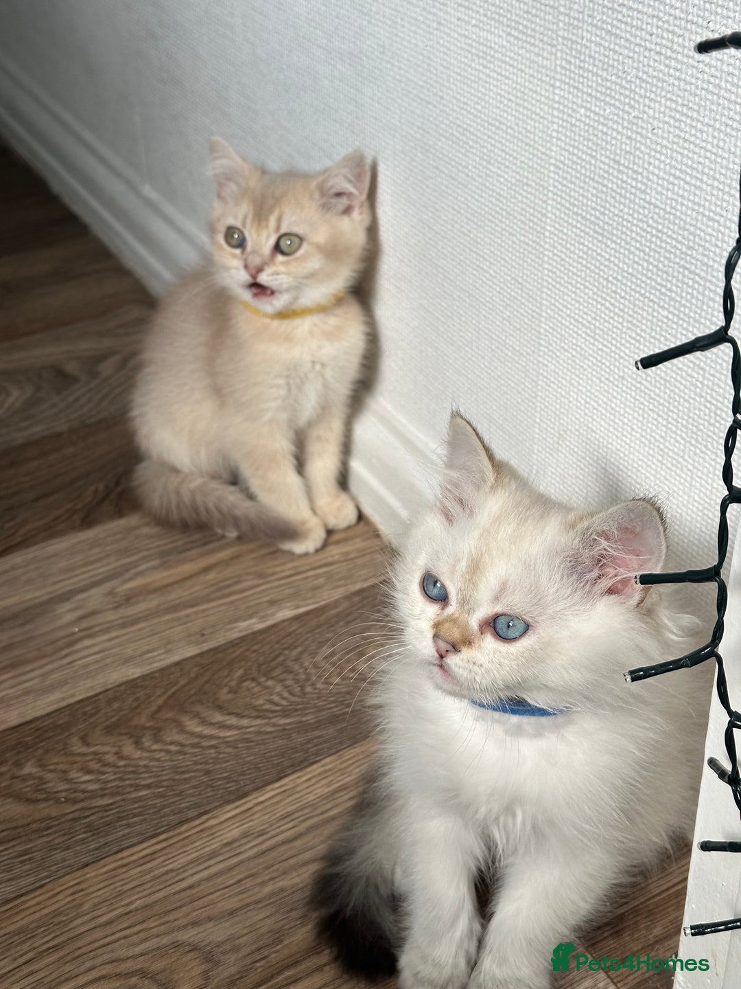 British Shorthair cats for sale: READY NOW BEAUTIFUL TICA BRITISH BSH/BLH KITTENS - Image 6