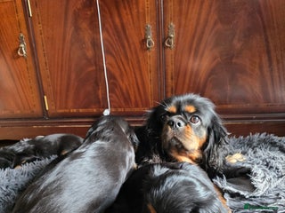 Cavalier King Charles Spaniel dogs KC cavalier king charles puppies - Advert 1