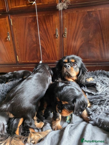 Cavalier King Charles Spaniel dogs KC cavalier king charles puppies - Advert 2