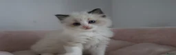 Ragdoll cats for sale: Ragdoll Kittens TICA Registered - Advert 3
