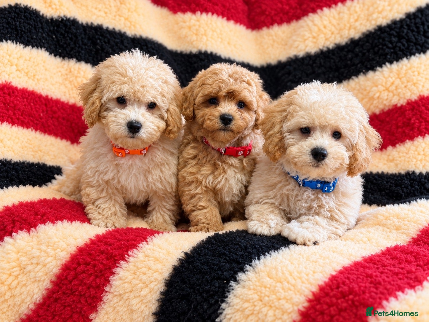 Poochon dogs Absolutely gorgeous poochon boys ready now  - Advert 1
