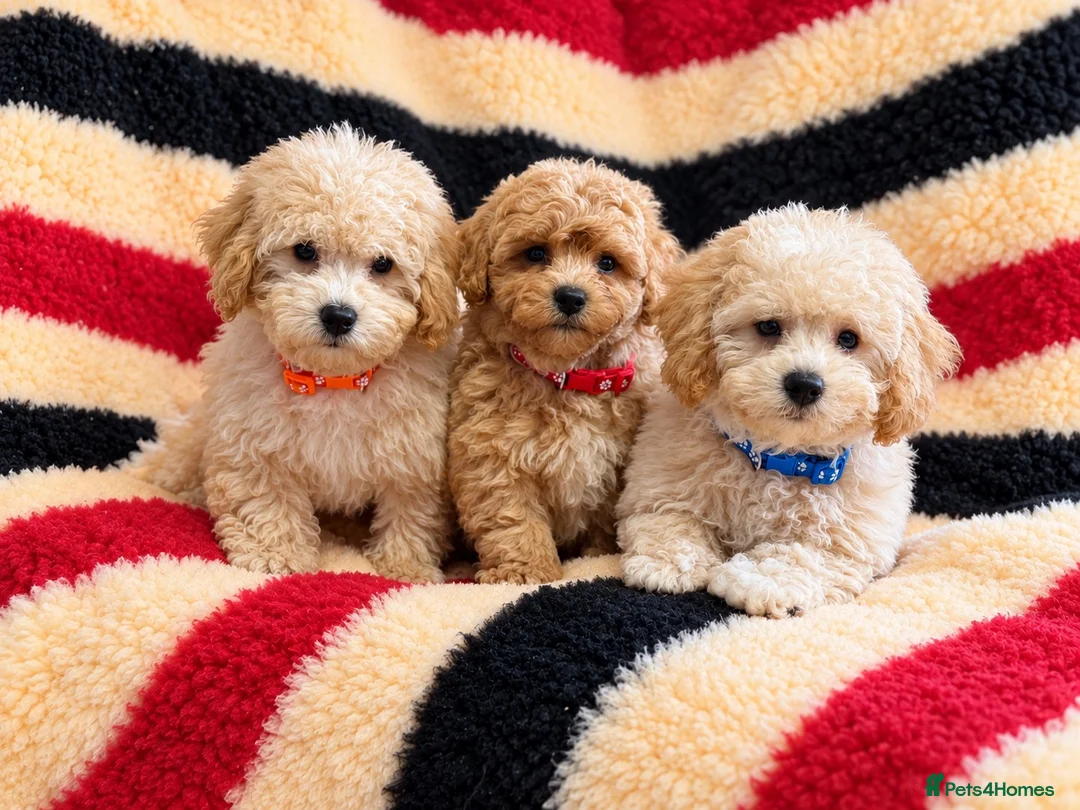 Poochon dogs for sale: Absolutely gorgeous poochon boys ready now  in Chester - Advert 1