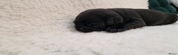Pug dogs for sale: 2 Adorable pug puppies for sale  - Advert 9