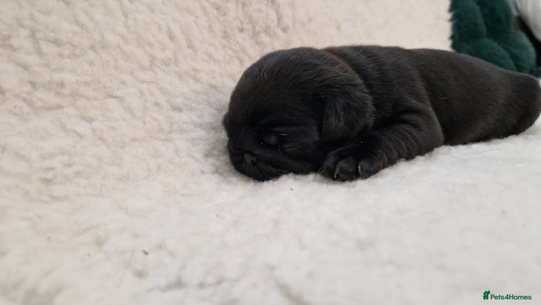 Pug dogs for sale: 2 Adorable pug puppies for sale  - Advert 9