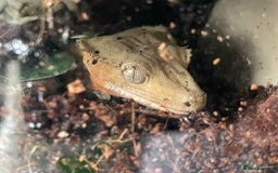 Gecko reptiles for sale: Crested gecko eggs  - Image 4