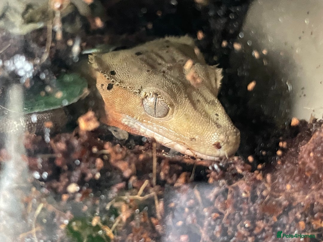 Gecko reptiles for sale: Crested gecko eggs  - Image 4
