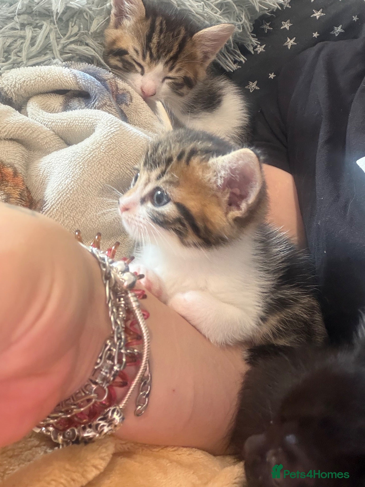 Siberian cats Ready now Gorgeous Siberian mixed kitten male  - Advert 13