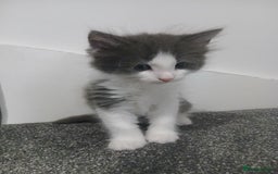 Mixed Breed cats for sale: Two beautifully marked boys - Image 7