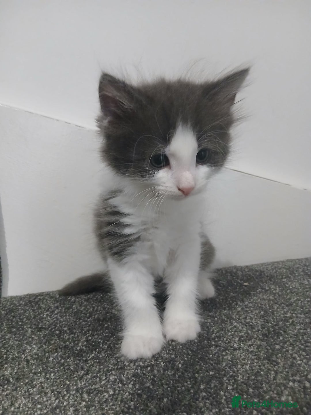 Mixed Breed cats for sale: Two beautifully marked boys - Image 7